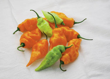 Habanada Pepper Seeds